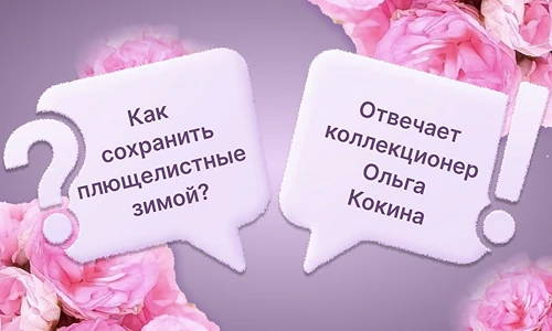 Как сохранить плющелистные зимой