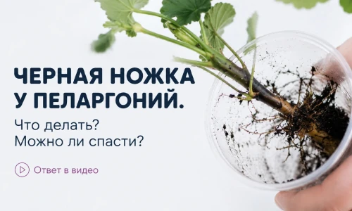 Черная ножка у пеларгоний. Что делать?