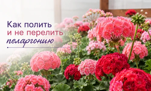 как полить пеларгонию и не залить?