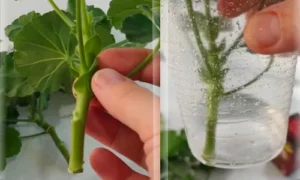 укоренение черенков в воде