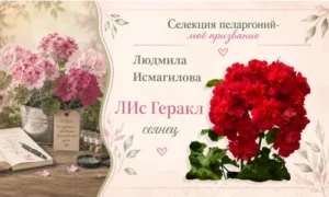 ЛИС Геракл сеянец