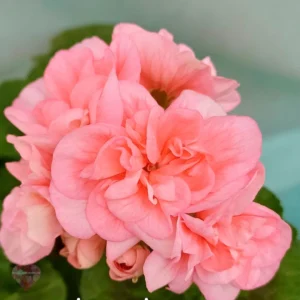 Пеларгония Алгаза Арчеда