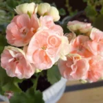 Astrid Rosebud