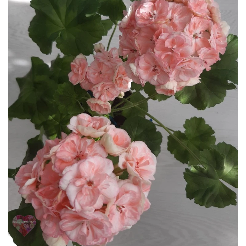 Astrid Rosebud — изображение 3