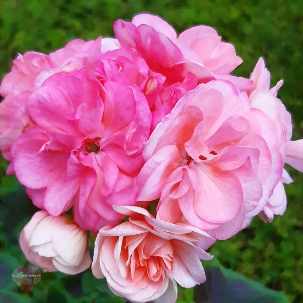 Пеларгония Astrid Rosebud
