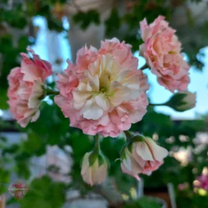 Пеларгония Bonas Pastel