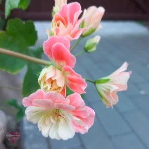 Пеларгония Bonas Sunrise