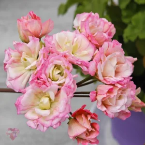Пеларгония Bonas Cathrin