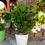 Graveolens Bontrosai
