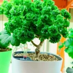 Graveolens Bontrosai