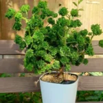 Graveolens Bontrosai