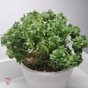 Graveolens Bontrosai