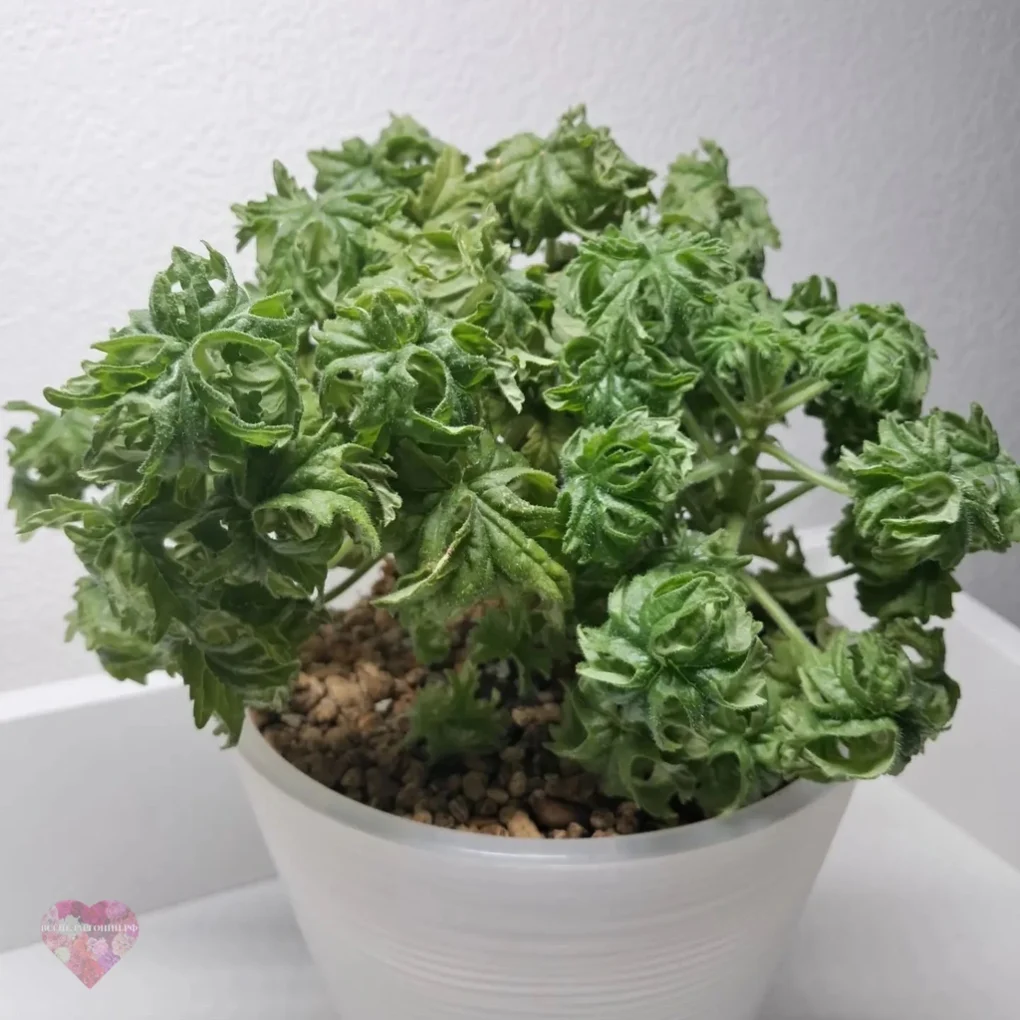 Graveolens Bontrosai
