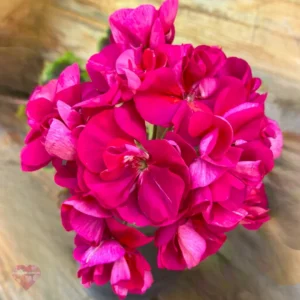 Пеларгония Brocade Cherry Night зарубежная селекция