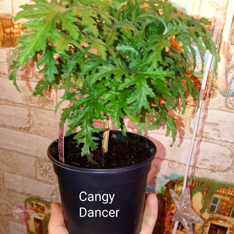 Candy Dancer — изображение 4