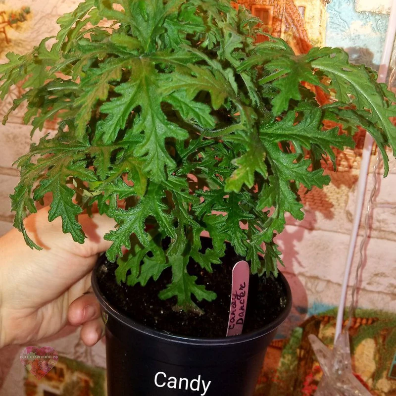Candy Dancer — изображение 3