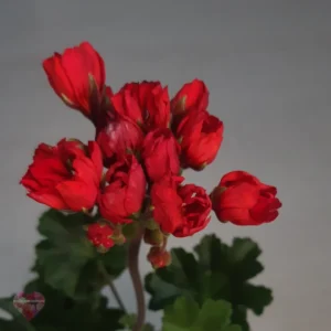 Пеларгония Carmen Andrea