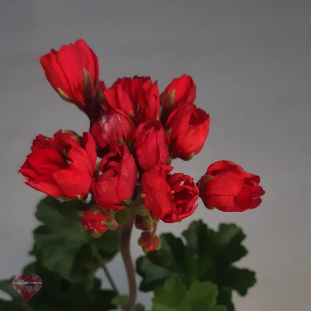 Пеларгония Carmen Andrea