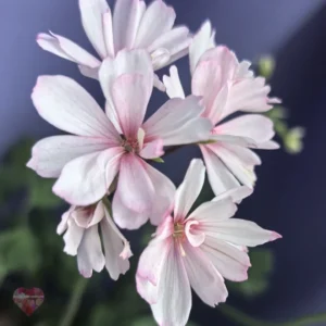 Пеларгония Colombina DZ
