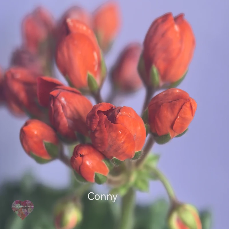 Conny — изображение 3