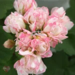 Denise (Sutarve)