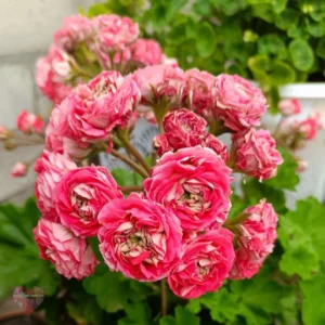 Пеларгония ESS Гейша