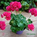 Пеларгония ESS Анютка