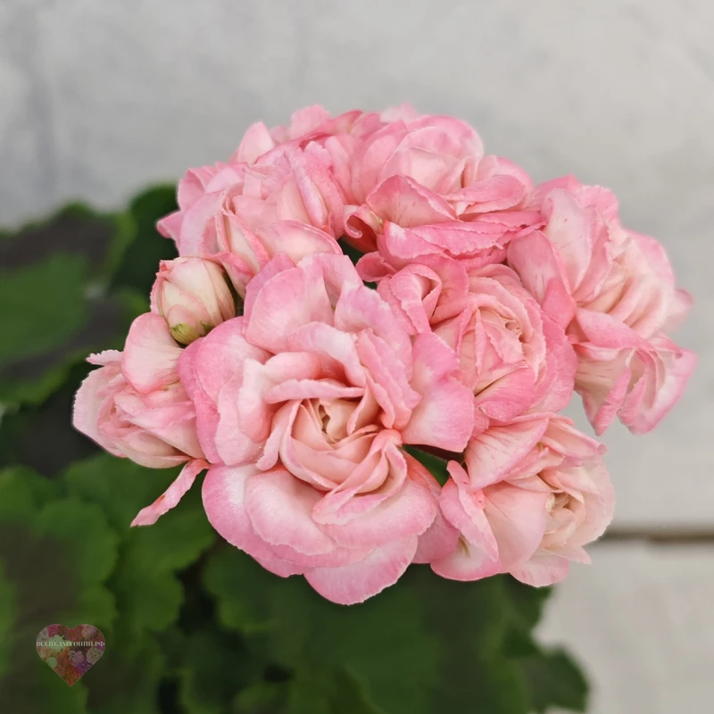 Fischers Appleblossom