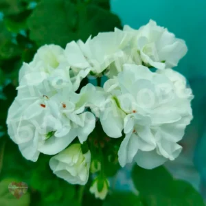 Пеларгония Gardenia