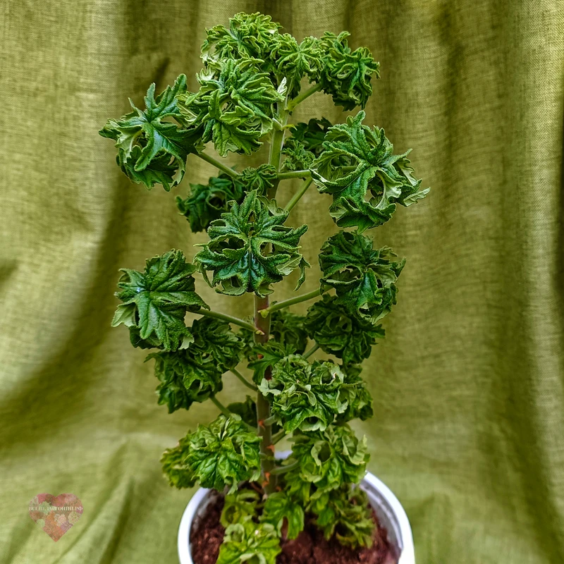 Graveolens Bontrosai — изображение 3