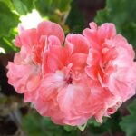 Pelargongaragets Hanna Nnovis