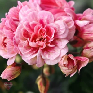 Pelargongaragets Hanna Nnovis