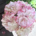 ИРИОЛ Алиенора Аквитанская