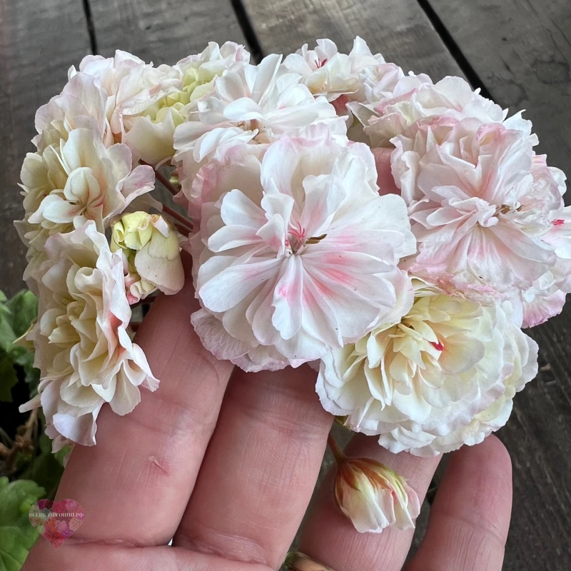 ИВ Анна Мария Гартуэйт — изображение 4