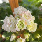 ИВ Анна Мария Гартуэйт
