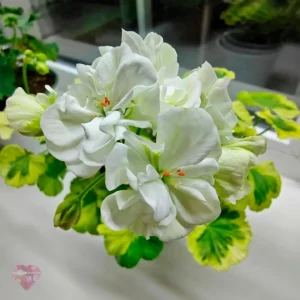 Пеларгония Ivory Snow