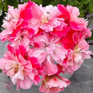Пеларгония Lili's Flourella