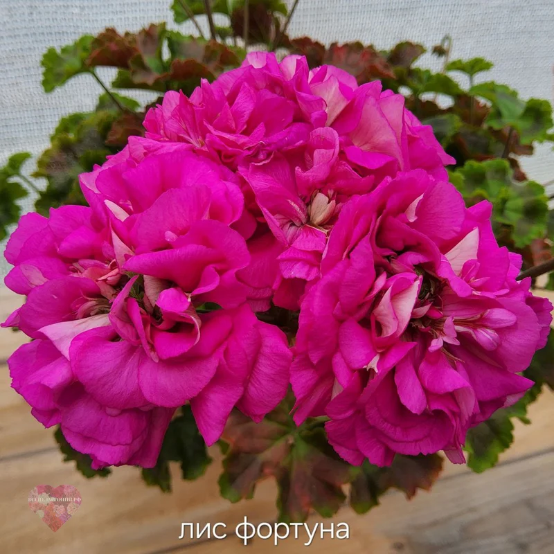 ЛИс Фортуна — изображение 2