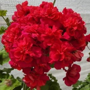Пеларгония Лис Геракл
