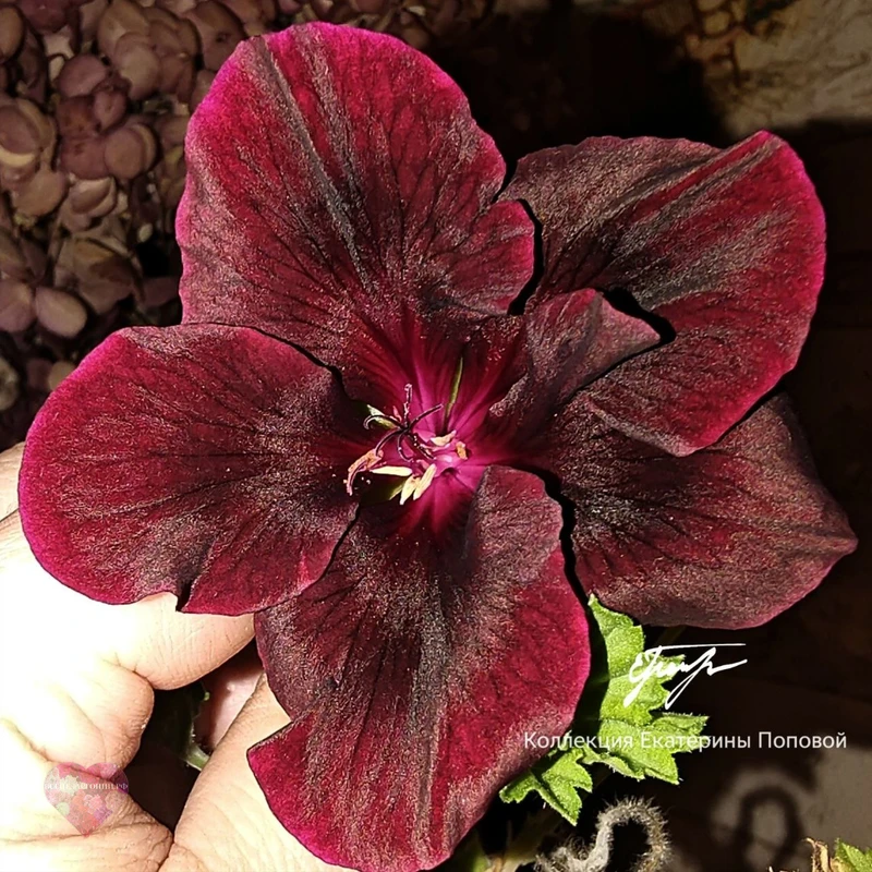 Morwenna — изображение 4