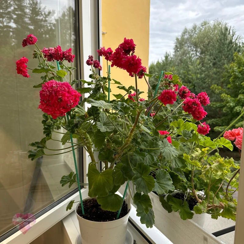 ND Дикарь — изображение 4