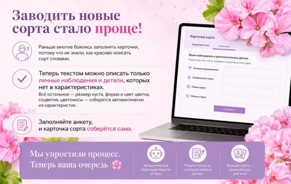 Новость заводить сорта стлао легчу