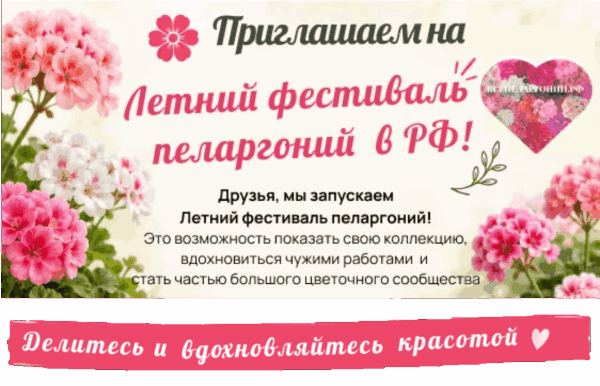 Фестиваль пеларгоний 2026