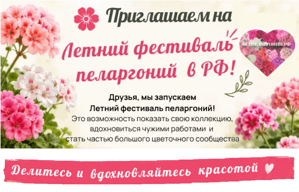 Фестиваль пеларгоний 2026