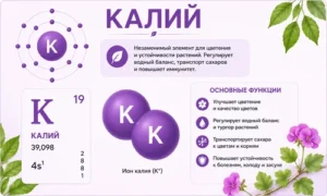Статья Калий для пеларгоний