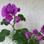 Пеларгония PAC BLue Sybil