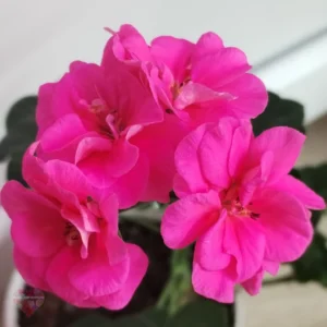 Pak Pink Sybil