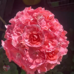 Пеларгония Petrei Bella