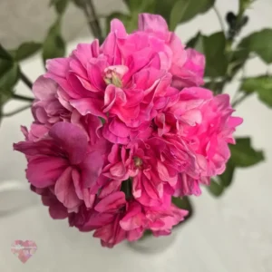 Пеларгония Pink Chart зарубежная селекция