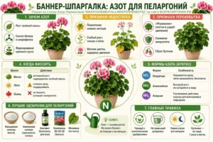 Баннер-шпаргалка: Азот для пеларгоний